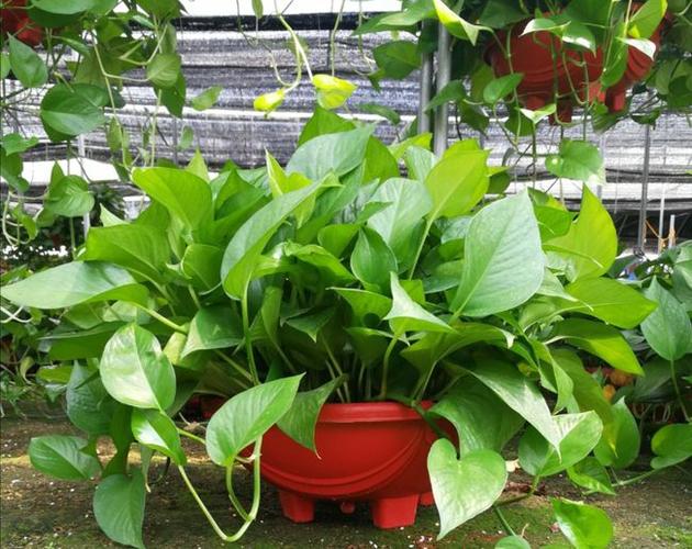 植物绿萝