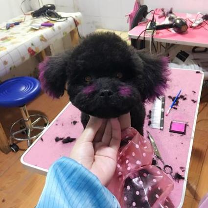 家有爱宠宠物店怎么样