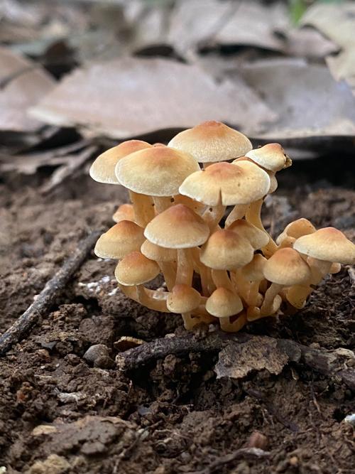 蘑菇不能和什么一起吃图标