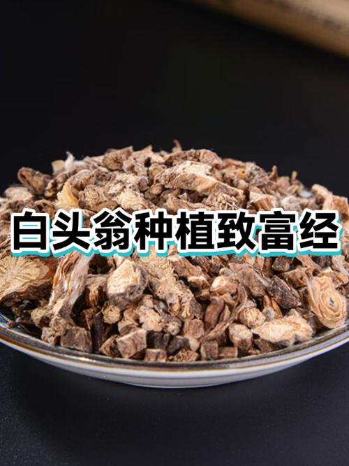 白头翁市场价多少钱一斤