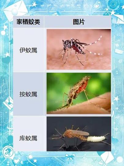 小纹子搞笑视频