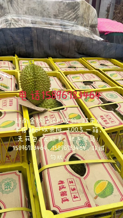 榴莲去哪里进货最便宜