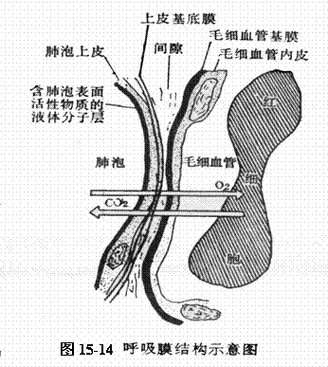 新生儿肺透明膜病