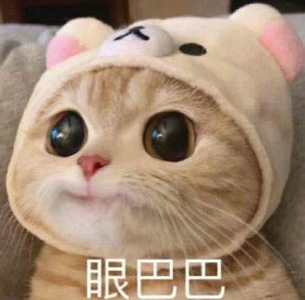 可爱的猫猫表情包图片游戏截图