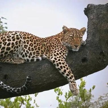 cheetah和leopard图标