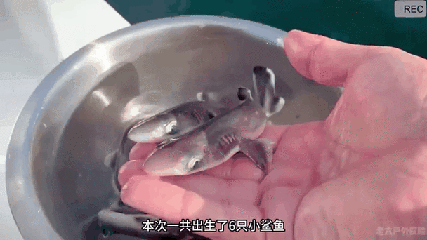 鲨鱼出生岛被狙视频