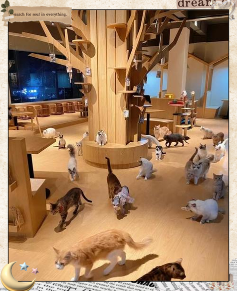 猫咖馆是干什么的截图