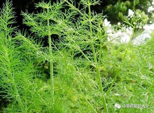 小香别名叫什么