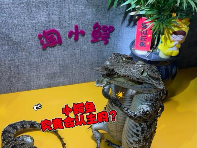 鳄鱼会认主人吗