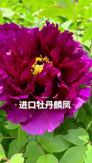 家庭添丁的祝福语
