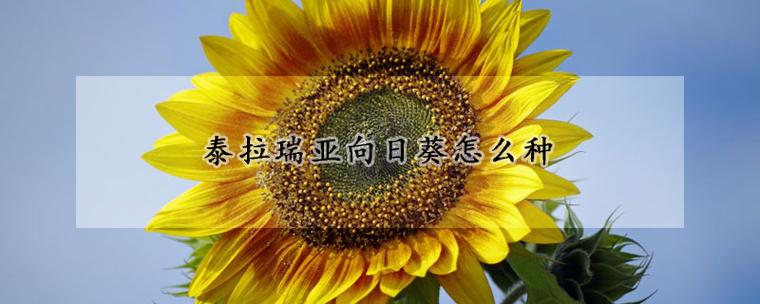泰拉瑞亚怎么种向日葵