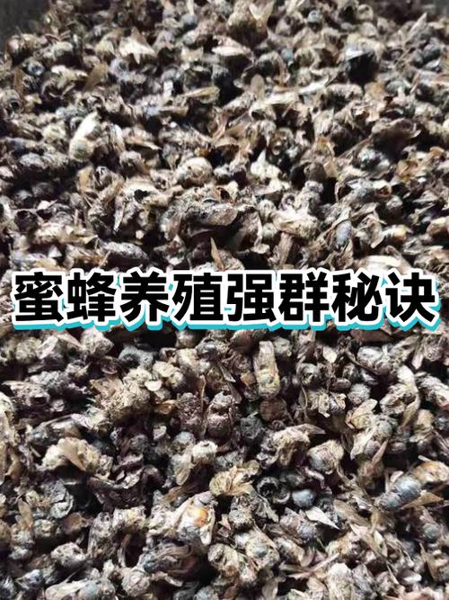 500只蜜蜂多久变强群蜂