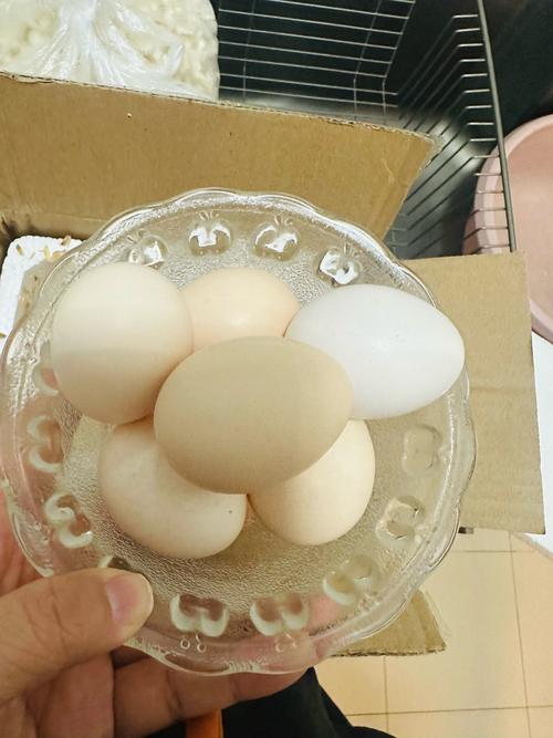 羊吃羊毛喂鸡蛋管用吗缩略图