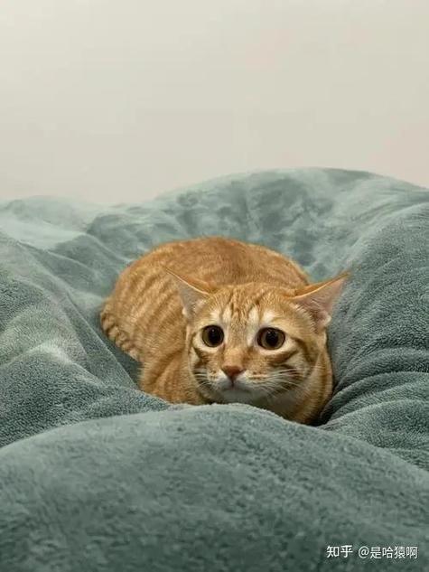 猫怕什么东西缩略图