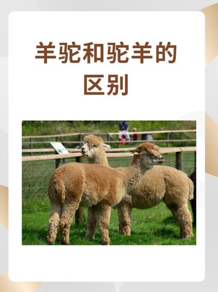羊驼和骆驼有啥关系缩略图