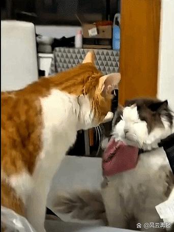 旧猫欺负新猫