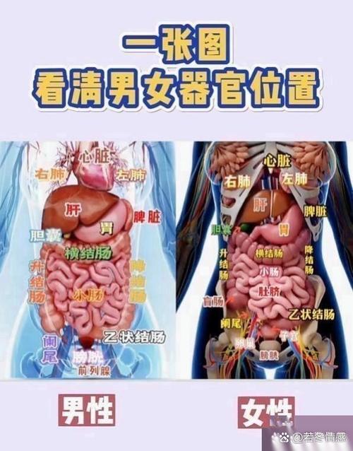 人体疼痛部位图解游戏截图