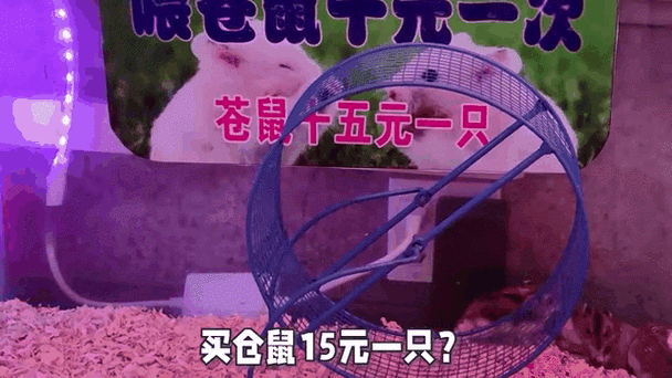 仓鼠赚钱登录不了