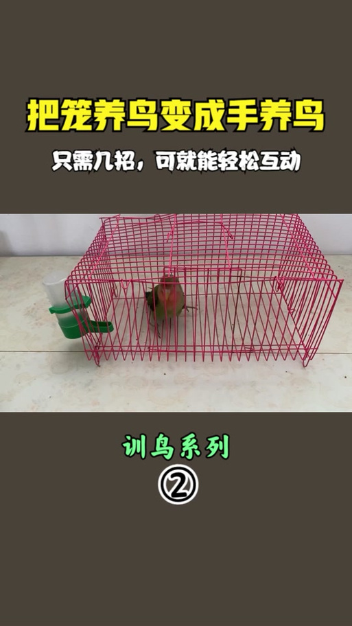 鹦鹉抽搐怎么办游戏截图