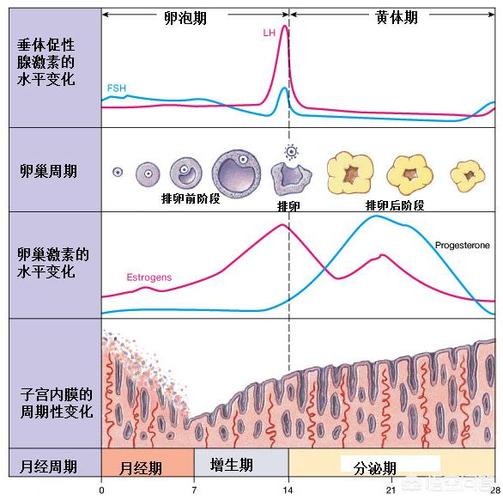 月经周期图标