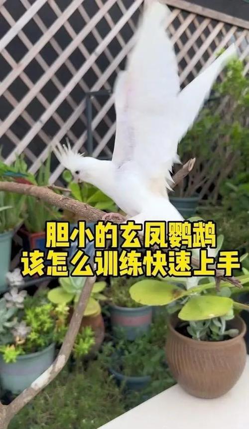 训练玄凤鹦鹉的步骤图标