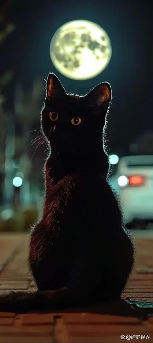 黑猫云手机截图