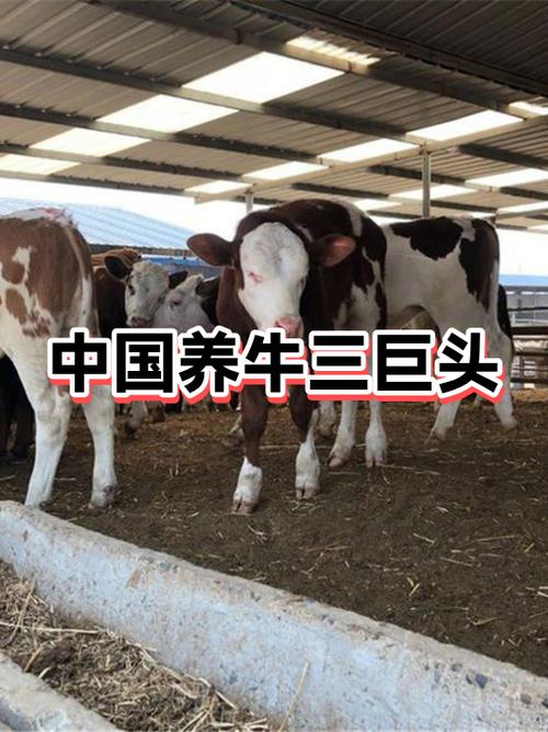 养牛公司全国排名