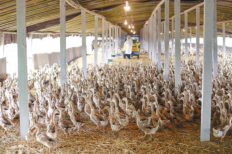 今年养蛋鸭挣大了