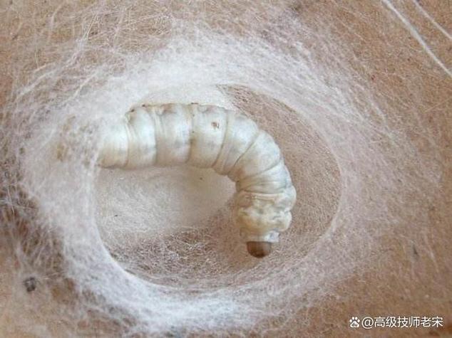 抽蚕丝为什么要烫死蚕截图