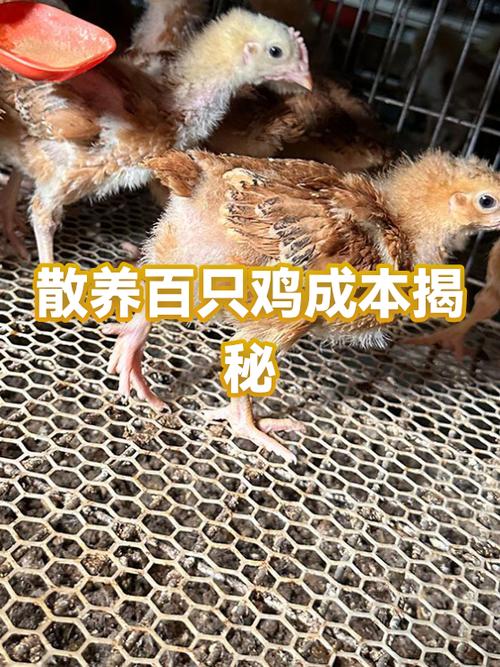 养100只鸡一年的利润是多少