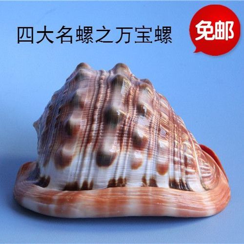 万宝螺有收藏价值吗