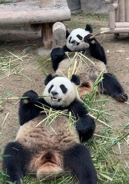 熊猫的长相用英语图标