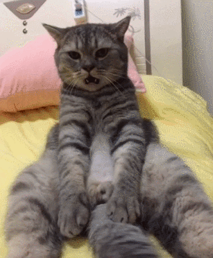 萌猫表情包gif 动态缩略图
