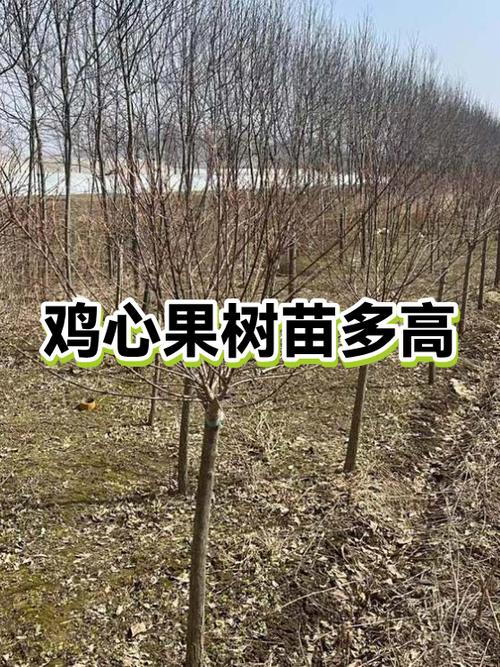 鸡心果树高度一般多高