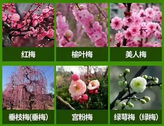 梅花的颜色