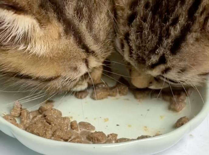 猫粮泡完是整的好还是糊糊的好