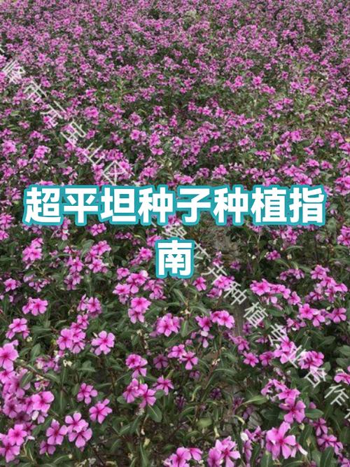 十大平坦地形种子最新
