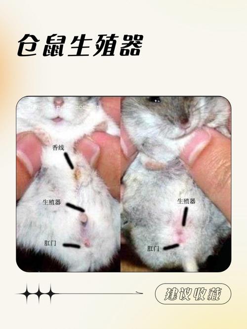 仓鼠是活牲畜吗截图