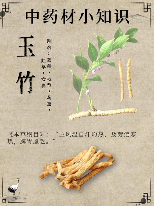 玉竹长什么样图片?功效
