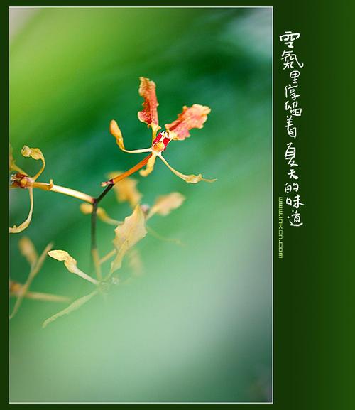 晓雨露非