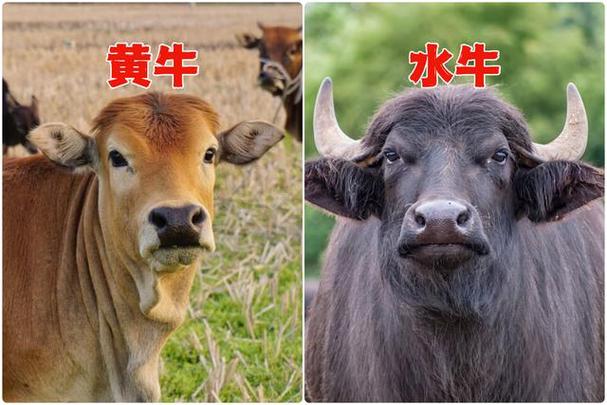 黄牛是啥截图