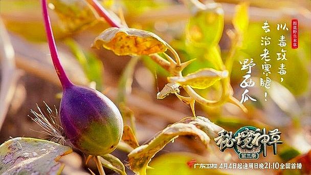 新疆野西瓜有毒吗