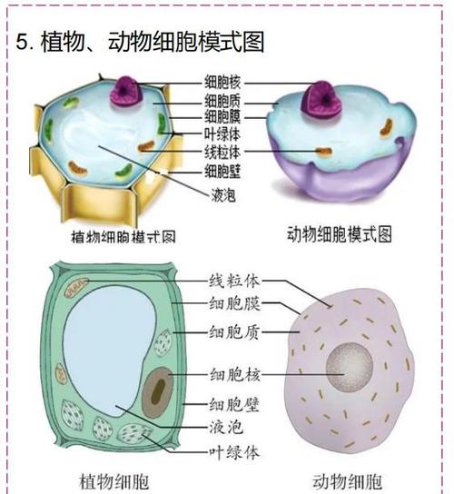 动植物细胞的异同点