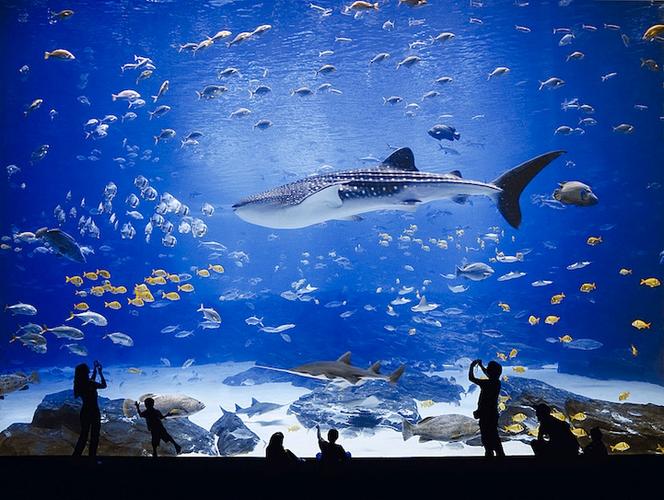 水族馆缩略图