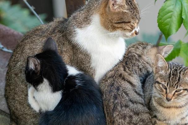 老猫会一直不接受新猫吗缩略图