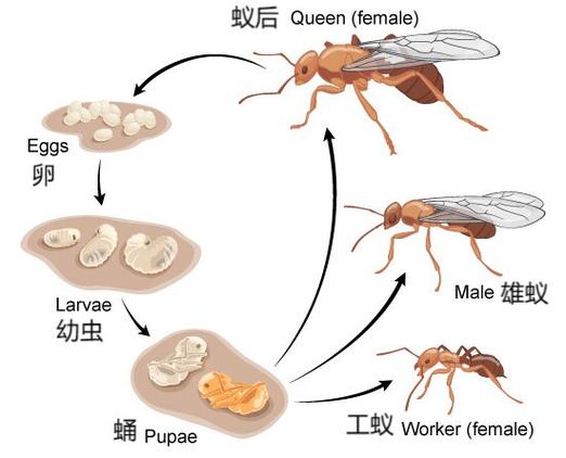 蚂蚁的分工图6种图