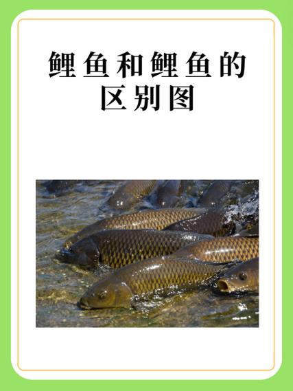 鲤鱼看看一天能赚多少钱缩略图