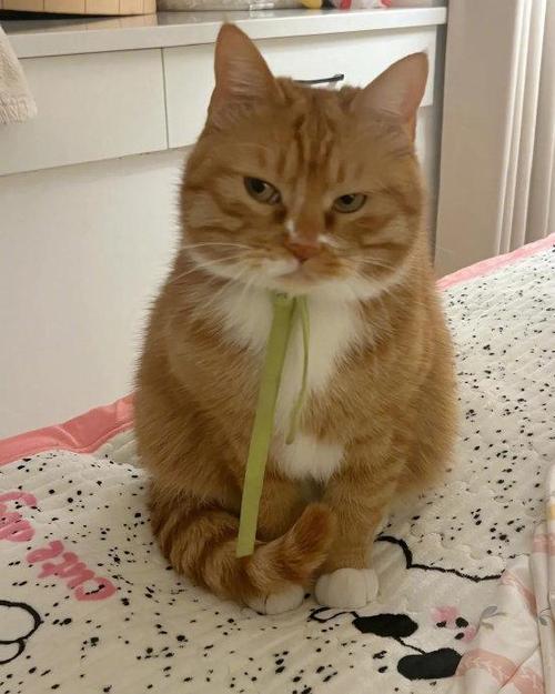 又养了一只猫原来的猫生气了缩略图