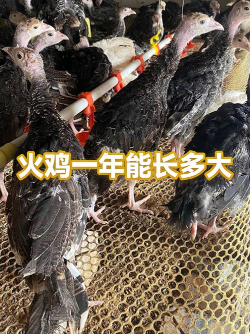 火鸡寿命多少年