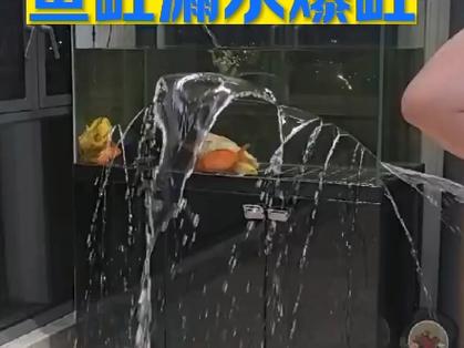 鱼缸爆炸预示着什么